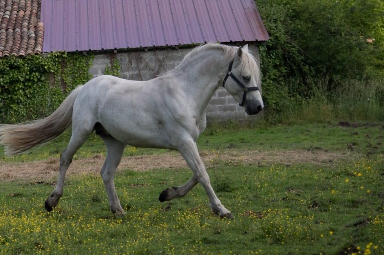 L'étalon - Domaine du Plec