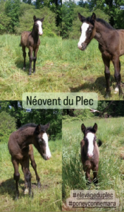 Néovent du plec 2