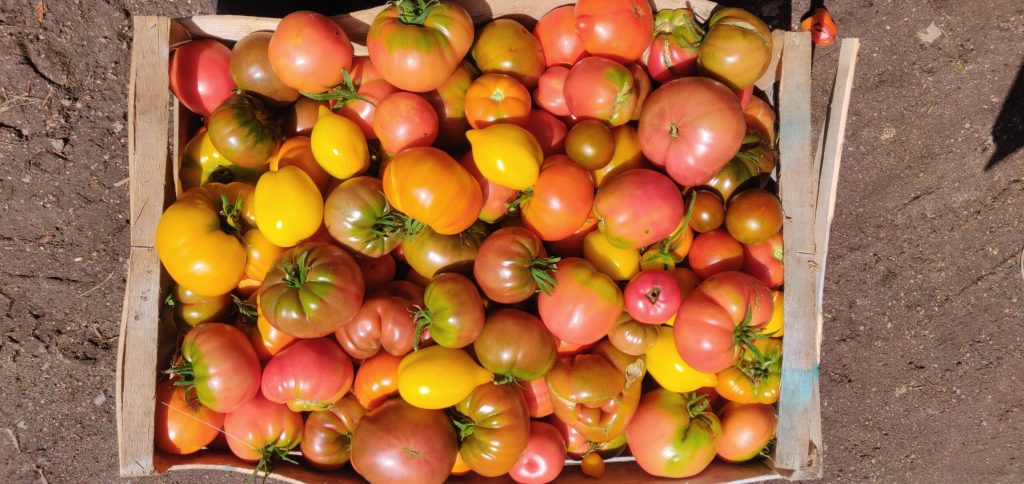 Tomates - Les Jardins du Plec